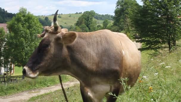 Herd of cows — Stock Video