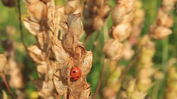 Fuligule 