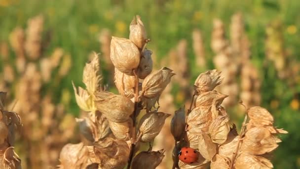 Ladybird — Stock video