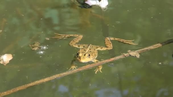 Ranidae - vraie grenouille 