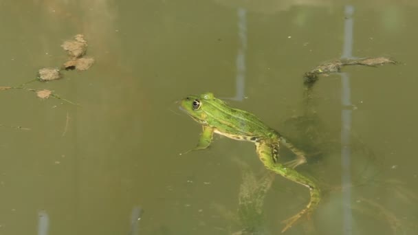 Green frog by bog — Stock Video