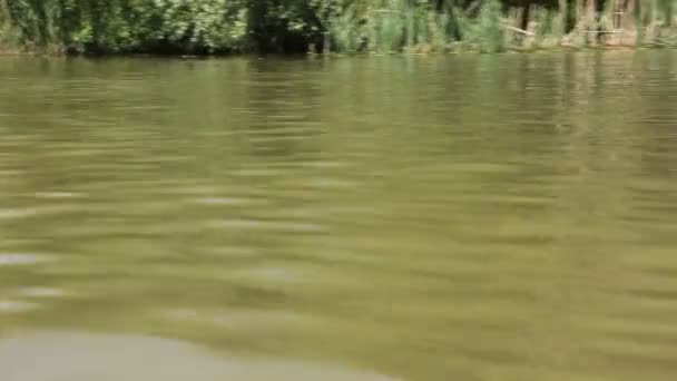 Plante d'eau verte 