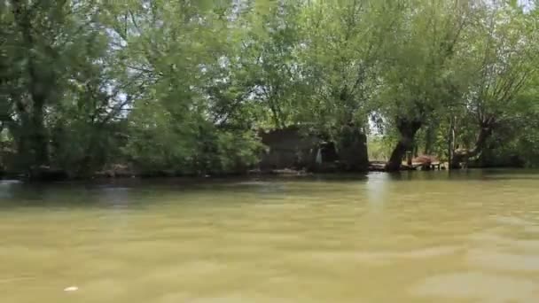 Зелена вода завод — стокове відео