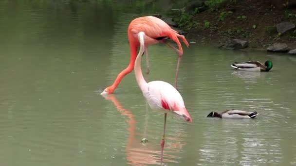 Pembe flamingo — Stok video