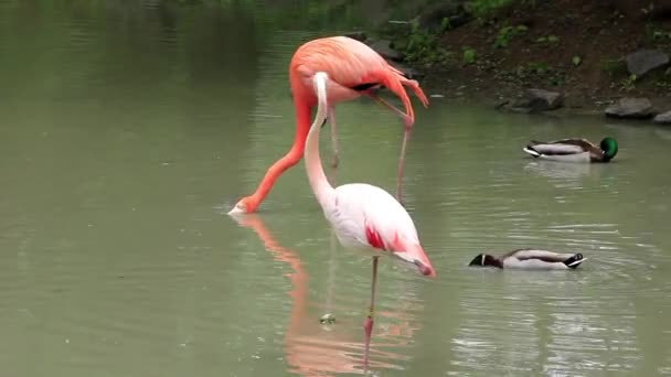 Flamant rose 