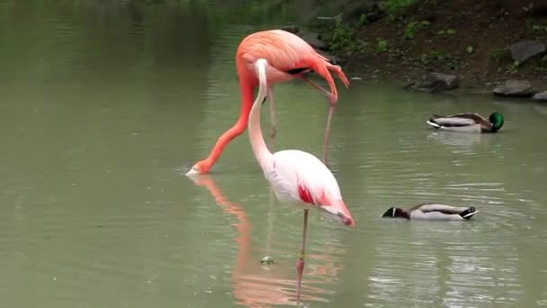 Flamingo rosa — Vídeo de Stock