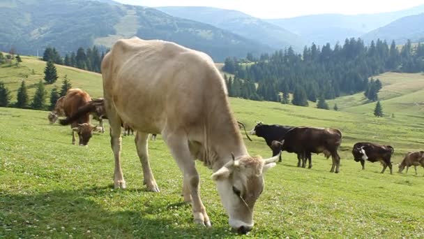 Rebaño de vacas — Vídeo de stock