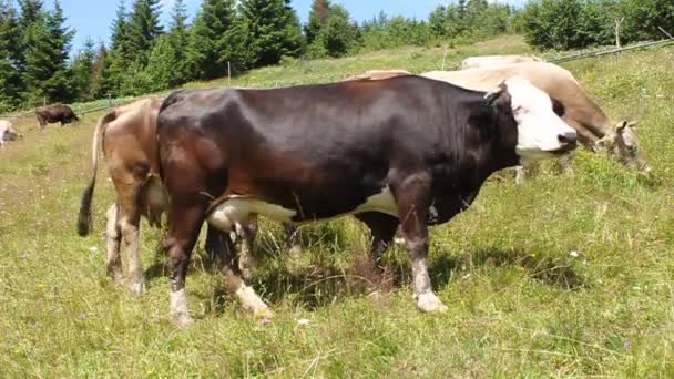 一群奶牛 — 图库视频影像