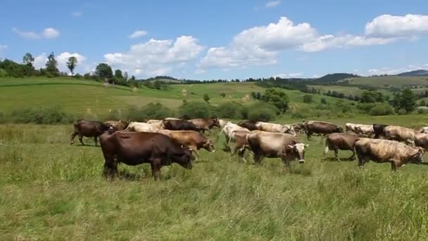 Stádo krav — Stock video