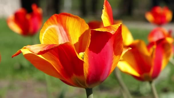Tulipanes — Vídeo de stock