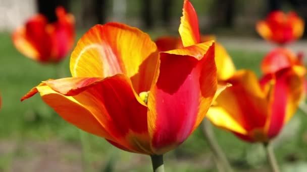 tulipes