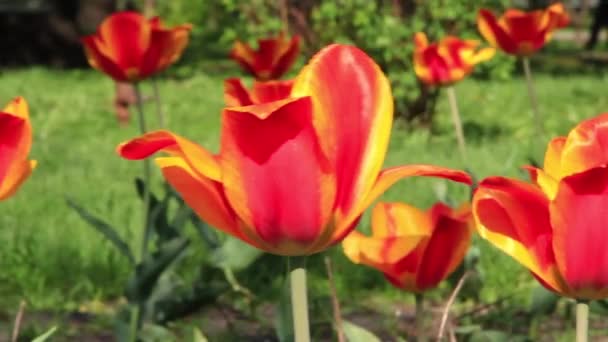 Tulips — Stock Video