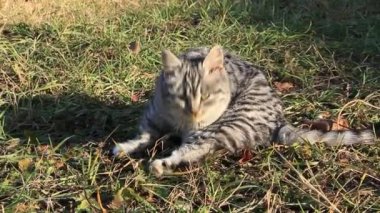Gri kedi