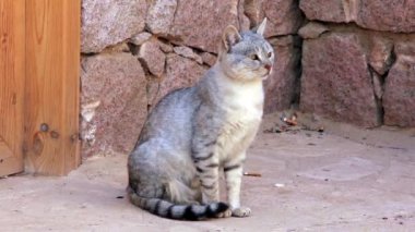 Gri kedi