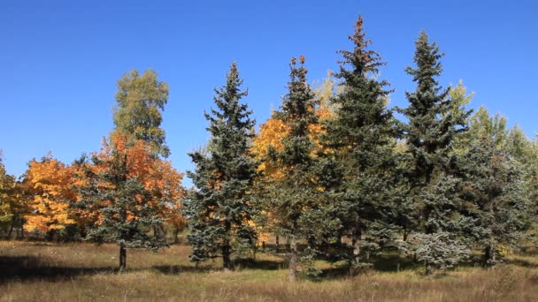 Bel automne 