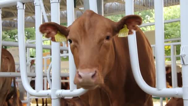 Krowy na wystawie rolno przemysłowe — Wideo stockowe