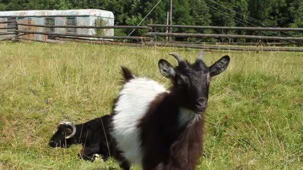 Curieuse chèvre sur la pelouse 