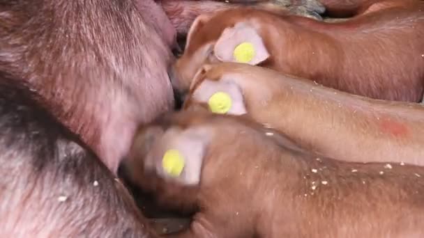 Cerdos — Vídeos de Stock
