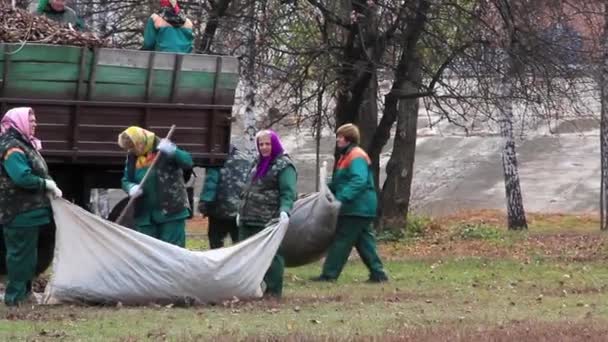 Pár hrábě padl listy od velkého stromu do hromady během podzimu. — Stock video