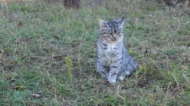 Gato gris — Vídeos de Stock