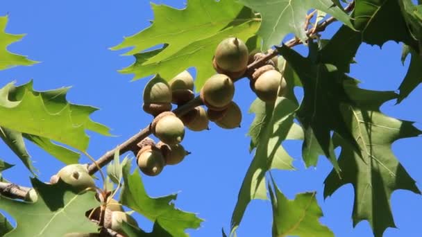 Όμορφο υποκατάστημα της βελανιδιάς και βελανίδια — Αρχείο Βίντεο