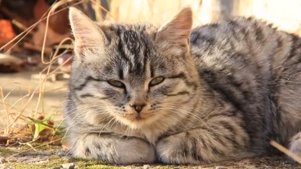 Chat gris 