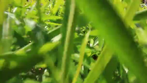 Gräs — Stockvideo