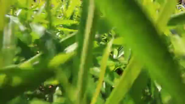 herbe