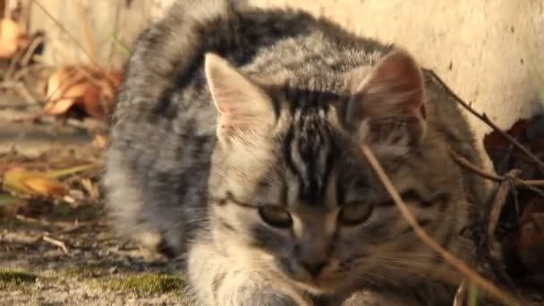 Graue Katze — Stockvideo