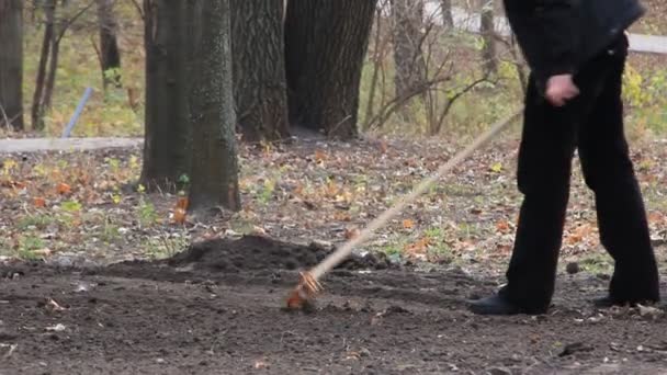 Parę prowizji spadł liści z drzewa duże w stos jesienią. — Wideo stockowe