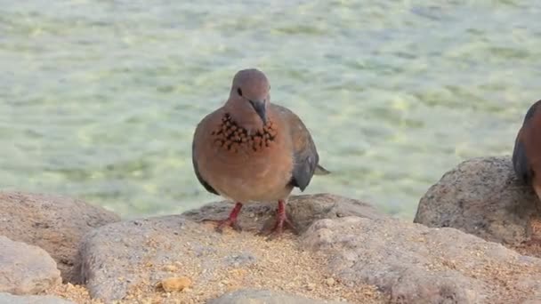 Egyptian pigeons — Stock Video