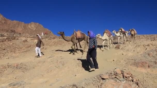 Camellos — Vídeos de Stock