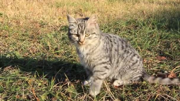 Gatto grigio — Video Stock