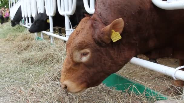 Коровы на агропромышленной выставке — стоковое видео