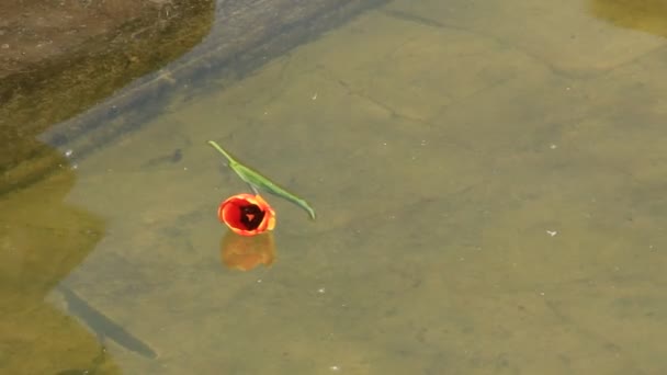 Квітка у воді — стокове відео