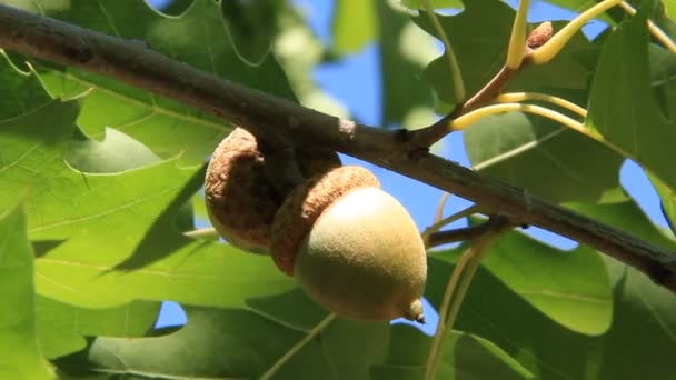 Hermosa rama de roble y bellotas — Vídeo de stock