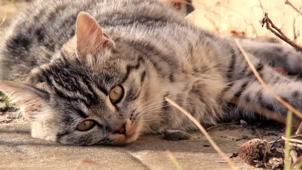 Gato cinzento — Vídeo de Stock