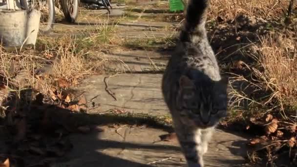Chat gris 