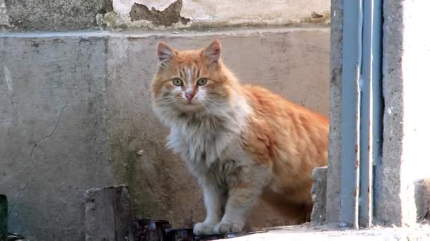 Gato rojo — Vídeos de Stock