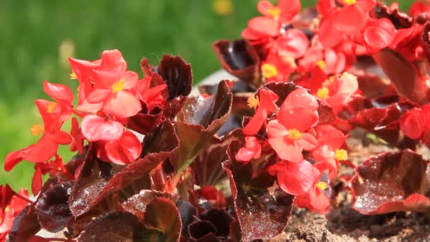 Flores rojas — Vídeos de Stock