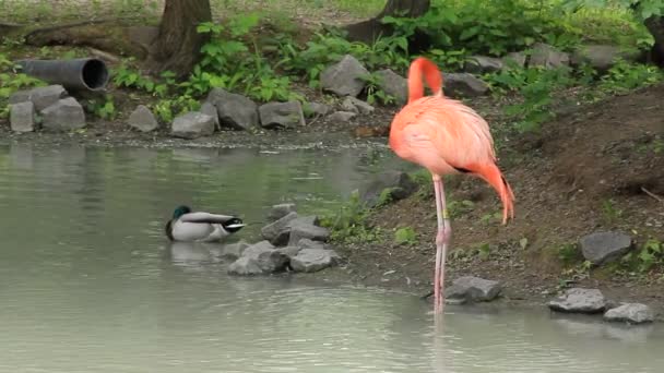 Flamant rose 