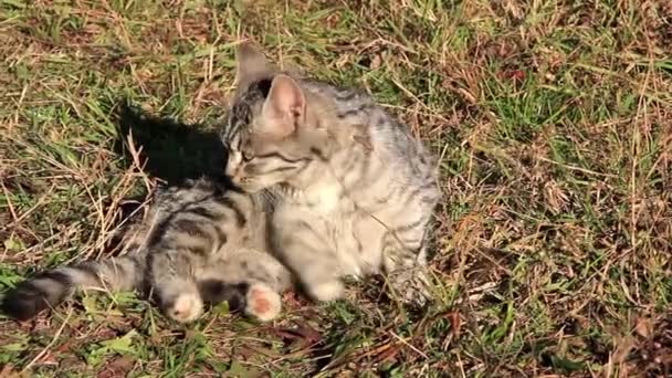 Gato cinzento — Vídeo de Stock