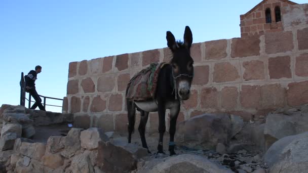 Åsna. berget sinai. Egypten — Stockvideo