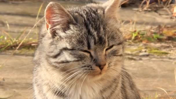 Chat gris 