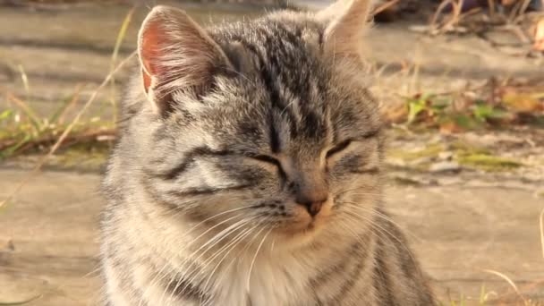 Gatto grigio — Video Stock