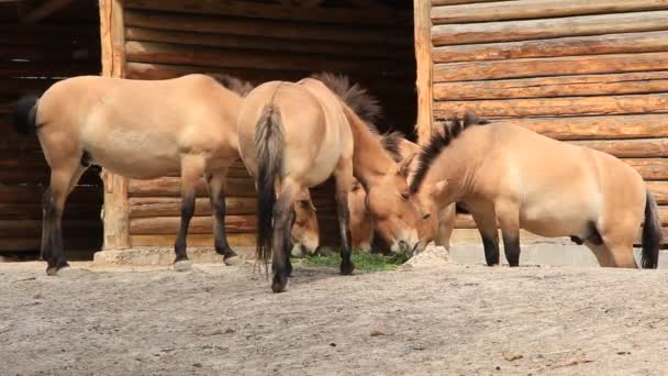 Przewalski horse — Stock Video