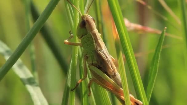 Groene sprinkhaan — Stockvideo