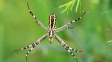 Bahçe örümcek. araneus diadematus