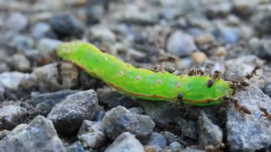 Karıncalar ve ölü yeşil tırtıl