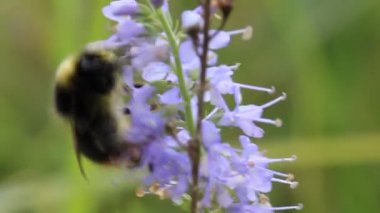 Bumblebee iş başında